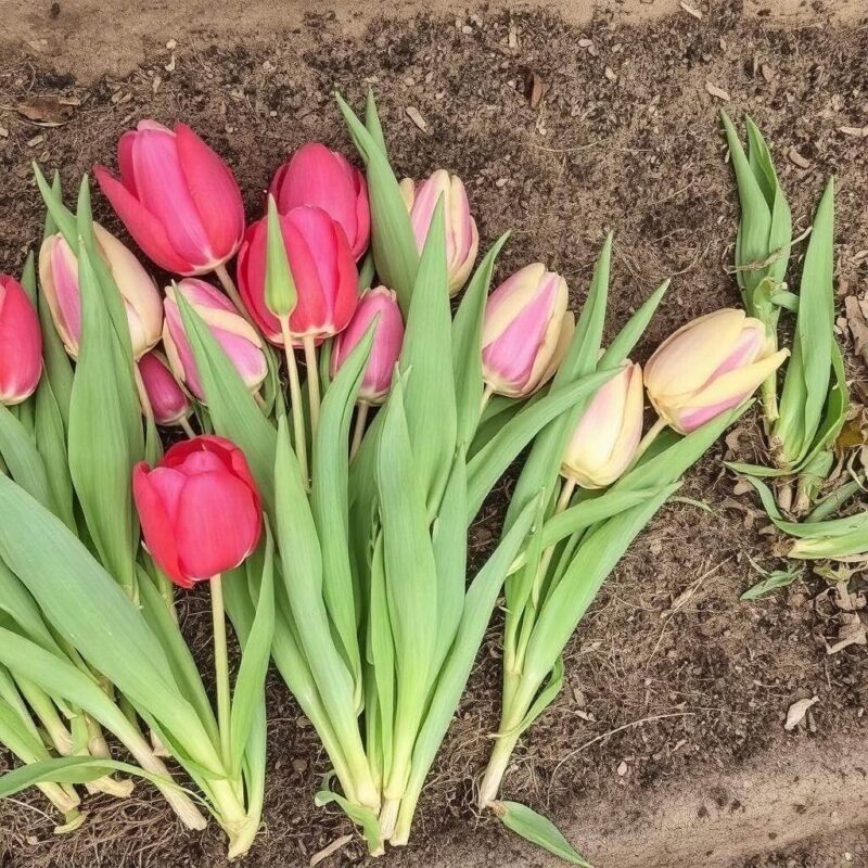 Przechowywanie cebulek tulipanów w doniczkach